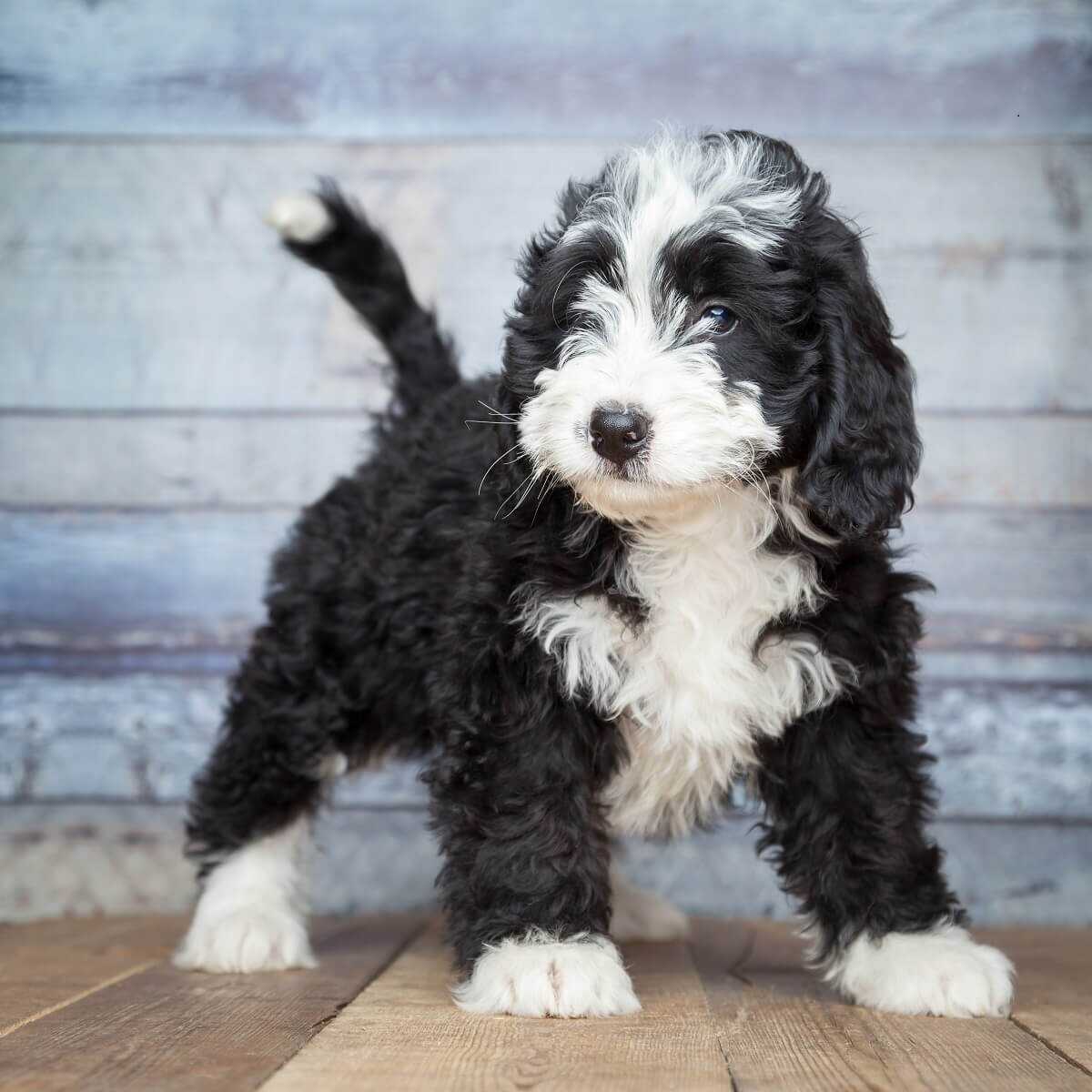 cuanto cuesta un bernedoodle miniatura