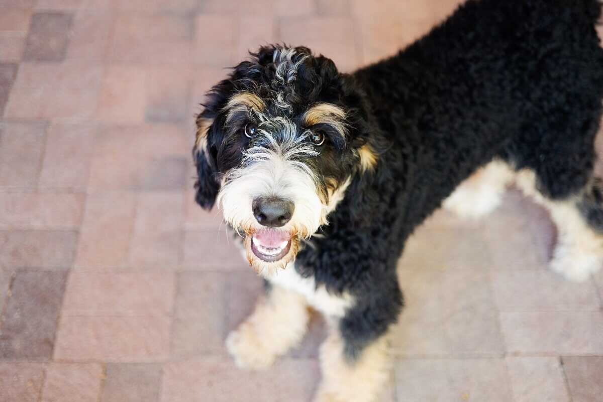 cuanto cuesta un bernedoodle miniatura