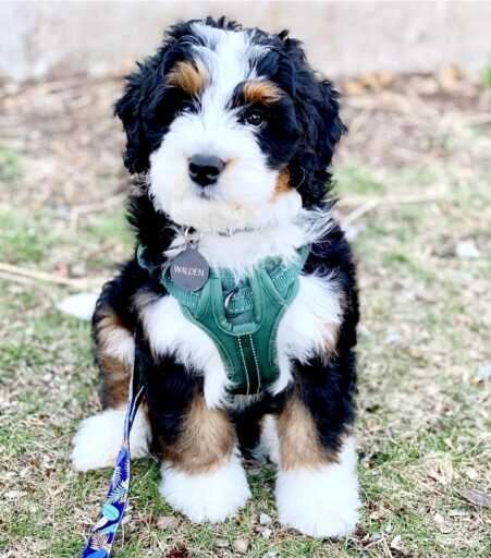 Tri-color Bernedoodle: Everything You Need to Know Before Getting One ...